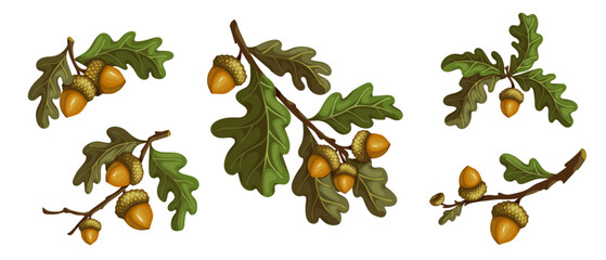 Set of autumn oak branches with acorns and foliage. Cartoon vector graphics.  © Катерина Якубович