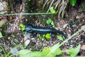 Black salamander