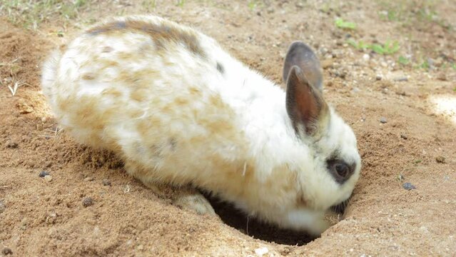 Close-up view of a white rabbit digging in the ground to make a burrow and nest for raising young. Small mammals. Pets