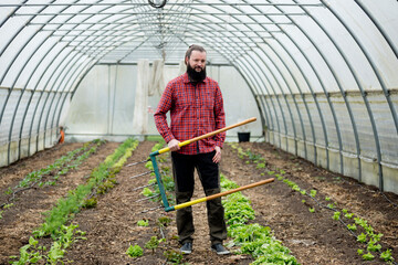 Man growing lettuce in a greenhouse, using a digging fork