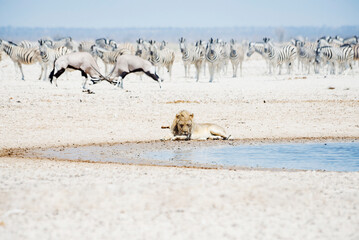 Namibia, Etosha National Park, lion resting at waterhole with herd of Zebras and Oryx in the background