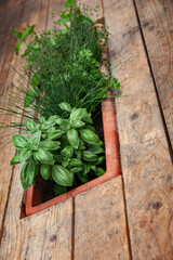 Potted basil chive and parsley