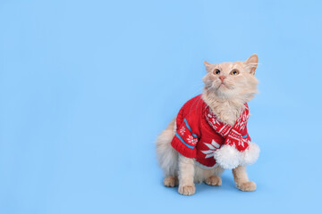 Fototapeta na wymiar Funny Christmas cat looking shocked or surprised. Studio portrait of a red cat wearing red sweater and scarf looks up. Copy space. Winter. Merry Christmas. Xmas Greeting card. Happy New Year