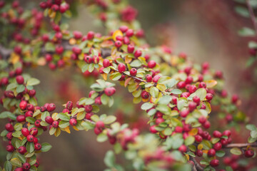 The hawthorn berries of late autumn. Romantic autumn still life with hawthorn. Wrinkled berries of hawthorn on a bush on late Fall. Red rosehip berries on the branches. Red berries. Medicinal plants.