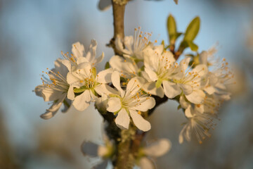 Group of white cherry blossoms on a branch on a warm spring evening in Potzbach, Germany.