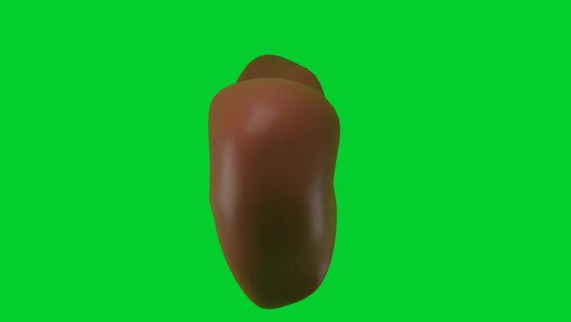 3D model of the human liver rotates on a green chromakey background for insertion