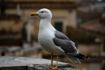 Große Möve in der Stadt Italien