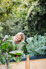 Blond woman harvesting mangold from her raised bed in her own garden