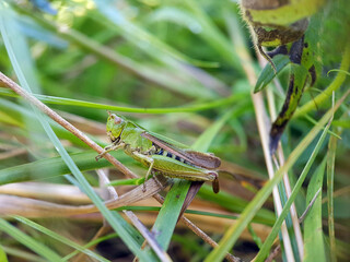 grasshopper on a grass