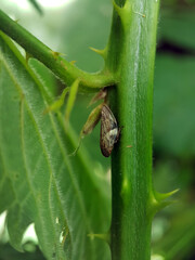 hopper on a leaf