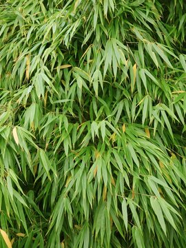 Bamboo plant in close-up. Fargesia. Bamboo background.