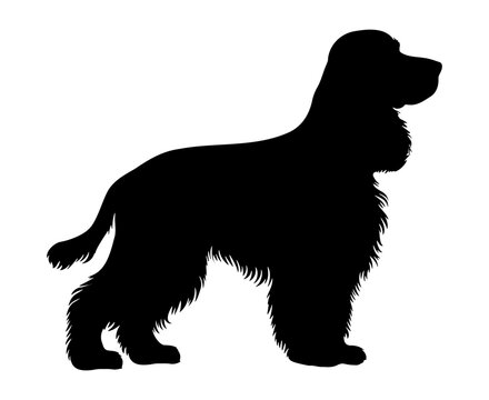Cocker spaniel Dog silhouette. Vector illustration