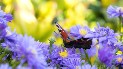 Peacock butterfly on violet asters