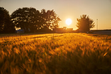 Barley field during sunny summer sunset in Norway. Nice example of beautiful golden sharp colour...
