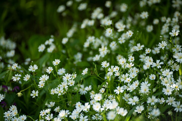 lush bloom of cute white flowers in the forest.
  