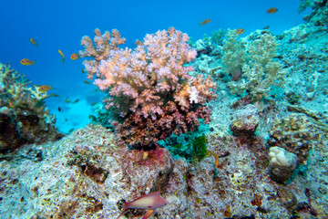Naklejka na ściany i meble Colorful, picturesque coral reef at the bottom of tropical sea, Cauliflower Coral, underwater landscape