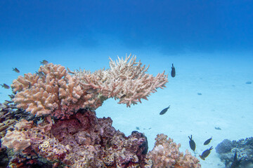 Colorful, picturesque coral reef at the bottom of tropical sea, sandy bottom with hard corals, underwater landscape