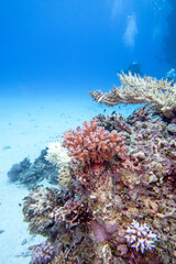 Colorful, picturesque coral reef at the bottom of tropical sea, soft and hard corals, underwater landscape