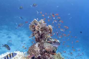 Colorful, picturesque coral reef at the bottom of tropical sea, hard corals, fishes Anthias and Sergeant major, underwater landscape