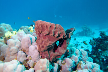 Colorful, picturesque coral reef at the bottom of tropical sea, great sea tube sponge, underwater...
