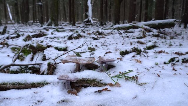 Frozen purple mushrooms (Wood Blewits or Clitocybe nuda) in a winter forest under the snow.