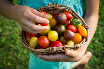 Hands of little girl holding basket of Heirloom tomatoes, close-up