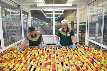 Female workers checking apples on conveyor belt in apple-juice factory