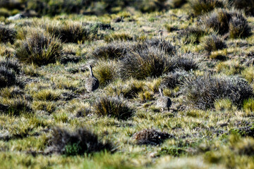 Aves de la patagonia argentina