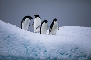 Penguin in Antarctica