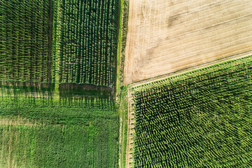 Germany, Bavaria, hop fields, aerial view