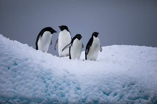 Penguin in Antarctica