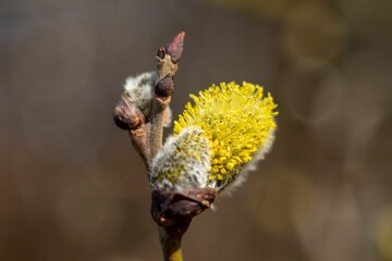 a yellow blossom with one bud and another small, green flower
