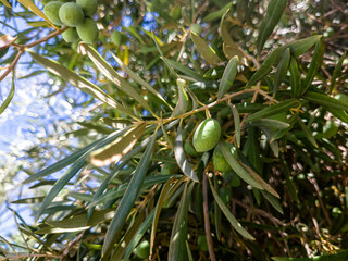 Olives grow on a tree. They're still green
