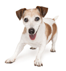 Active playful senior dog Jack Russell terrier wants to play. White background. Healthy smiling happy elderly pet 