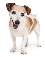 Obraz premium Adorable smiling senior 13 years old dog Jack Russell terrier looking at camera and smiling. White haired elderly happy pet on white background. full length curious eyes look 
