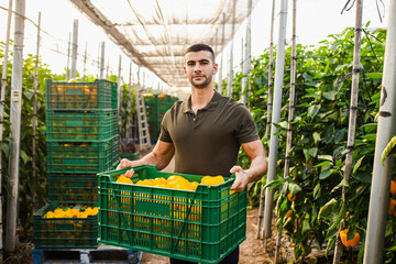 Handsome young farm worker carrying yellow bell peppers in green plastic crate at farm
