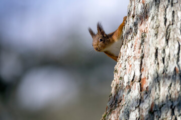Red squirrel peeking behind tree trunk
