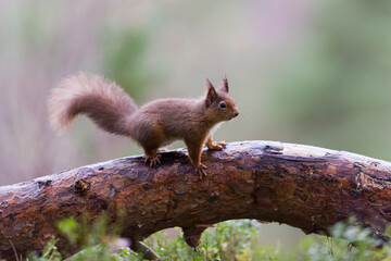 Red squirrel on tree trunk