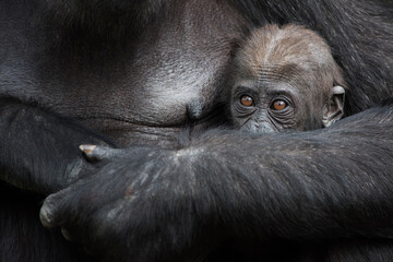 Gorilla baby hinding in mother's arms