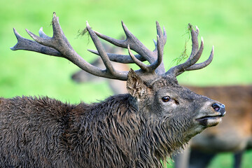 England, Portrait of red deer, Cervus elaphus
