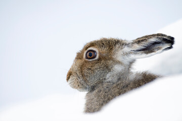 UK, Scotland, portrait of Mountain Hare in snow - obrazy, fototapety, plakaty