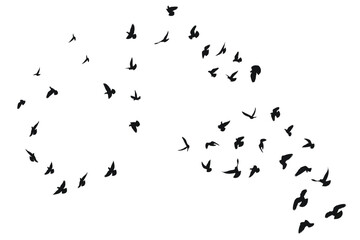 Silhouette sketch of a flock of flying forward birds. Takeoff, flying, flight, flutter, hover, soaring, landing