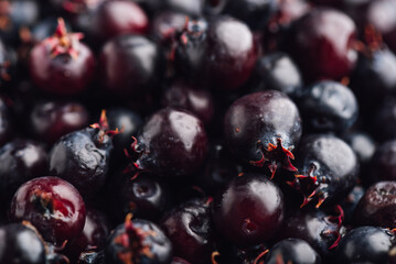 Close Up of Ripe Berries of Shadbush