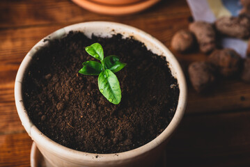 Young Tangerine Plant in a Ceramic Pot