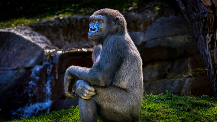 Gorilla thinking about what to do next