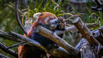 Red Panda