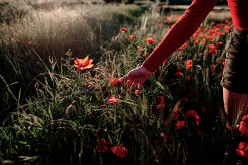 Little girl plucking poppies in the field
