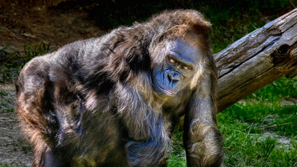 a pregnant Gorilla