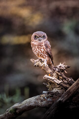 A New Zealand cuckoo owl sits on a small branch. Its brown plumage camouflages it well. The little one has a fierce look