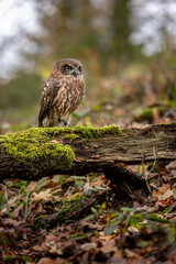 A New Zealand cuckoo owl sits on a small branch. Its brown plumage camouflages it well. The little one has a fierce look